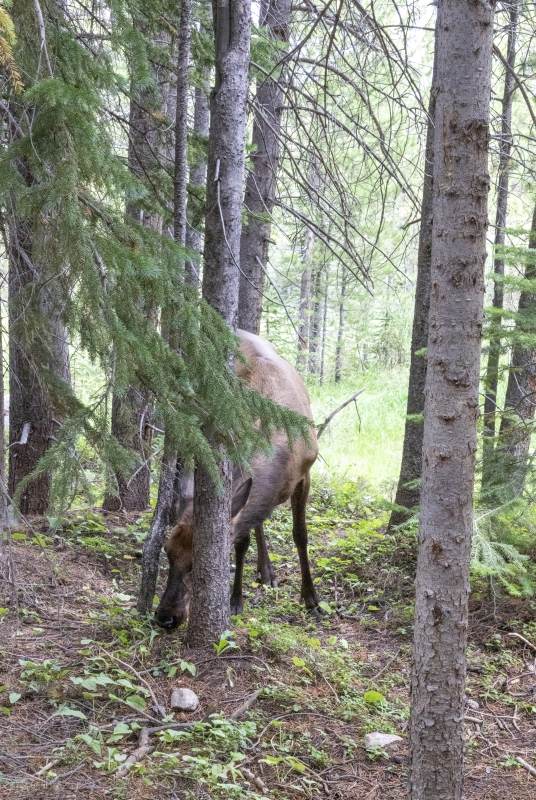 Mule Deer Aug 2022